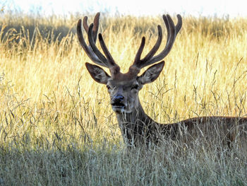 Portrait of deer on field