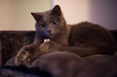 Close-up portrait of a cat