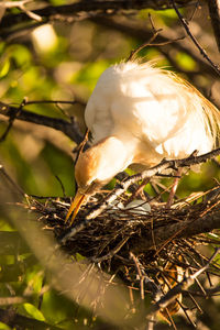 Close-up of bird perching on nest