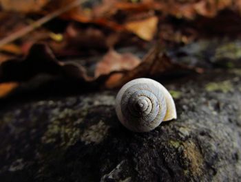 Close-up of snail