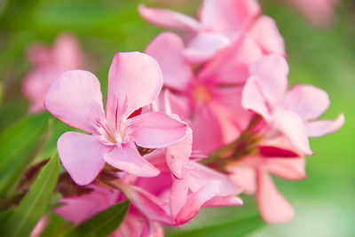 Close-up of pink cherry blossoms