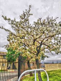 View of flowering tree by plants
