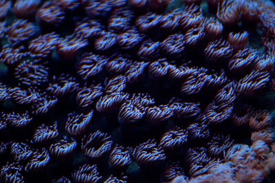 Full frame shot of coral in sea