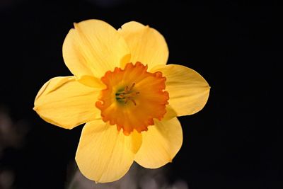 Close-up of yellow flower