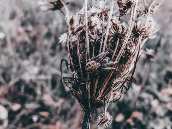 Close-up of dried plant