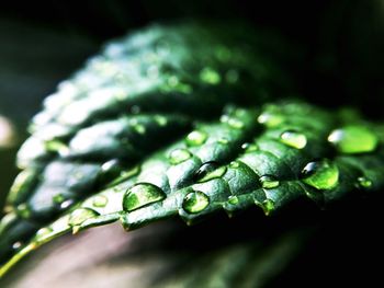 Close-up of wet green leaf