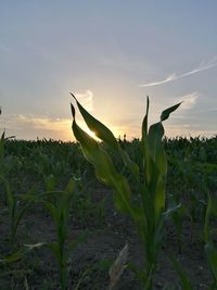 Close-up of flower growing in field against sky