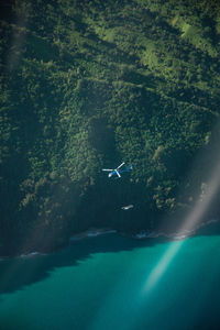 Bird flying over sea