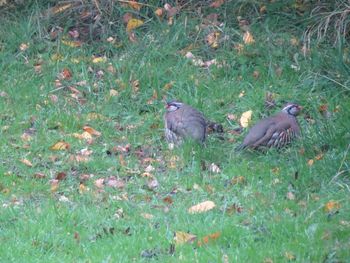 View of birds on grassy field