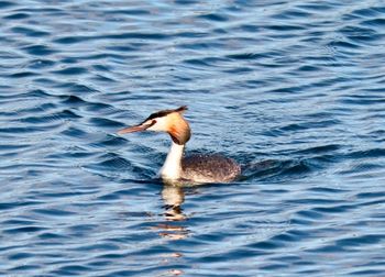 Close-up of duck swimming in lake