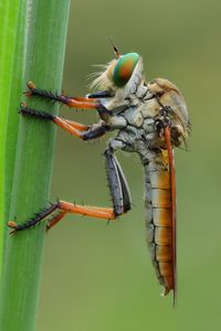 Robberfly in action