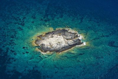 High angle view of turtle in sea