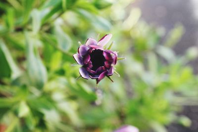 Close-up of pink flowering plant