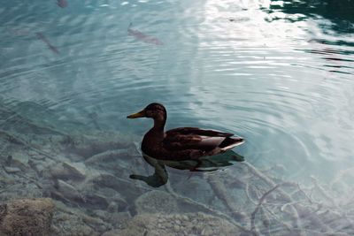 High angle view of duck swimming in lake