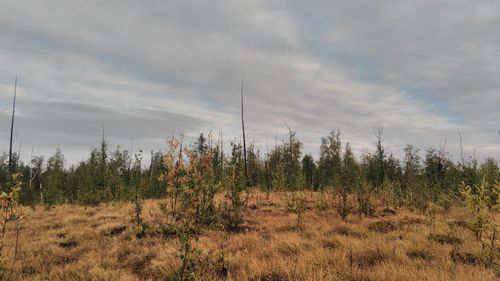 Scenic view of field against sky