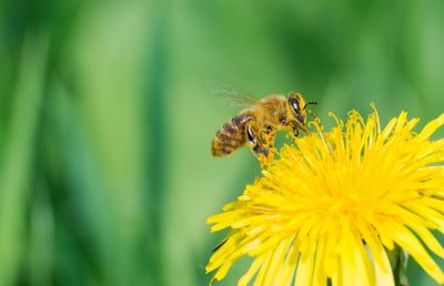 Close-up of bee on yellow flower