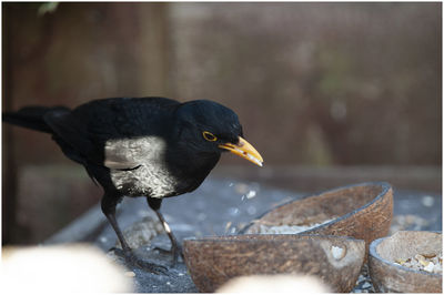 Close-up of bird perching