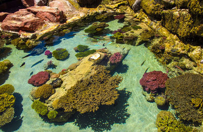 High angle view of coral in sea