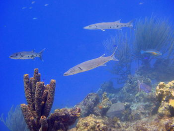 View of fish underwater