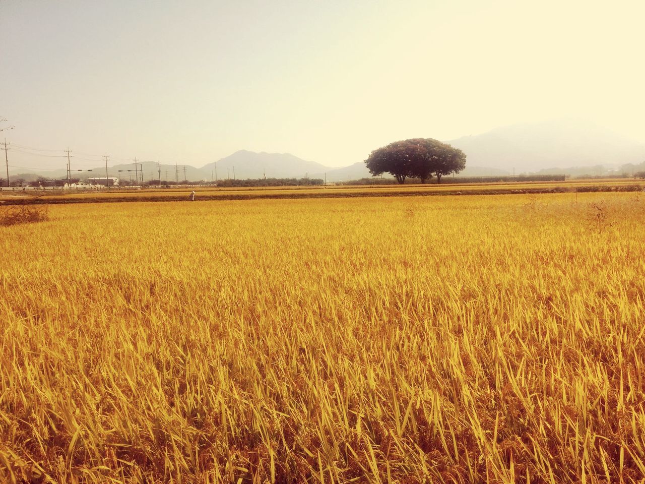 agriculture, clear sky, field, rural scene, farm, landscape, crop, tranquil scene, tranquility, copy space, growth, cultivated land, beauty in nature, scenics, nature, yellow, cereal plant, plant, grass, cultivated