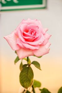 Close-up of pink rose