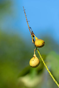 Close-up of caterpillar on plant