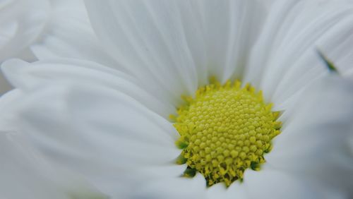 Close-up of white daisy blooming outdoors