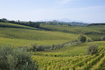 Green hills in tuscany with vineyards, italy.