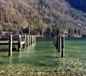 Wooden posts on lake amidst trees in forest