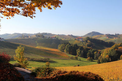 Scenic view of field against clear sky during autumn