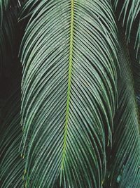 Full frame shot of palm leaves