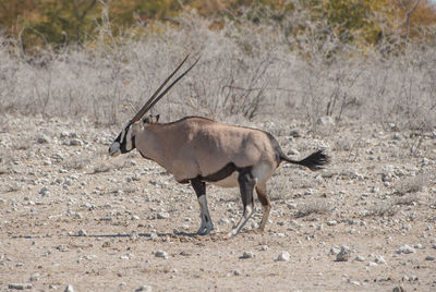 Oryx antelope in the etosha national park namibia south africa