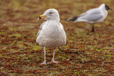 A great black-backed gull, larus marinus, walking on grass.