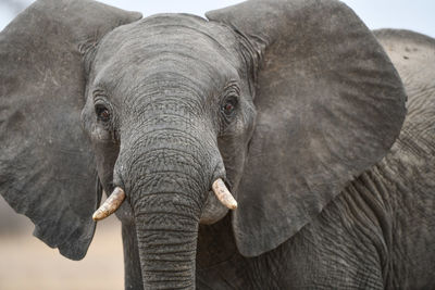 Close-up of elephant