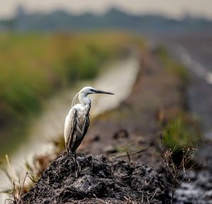 Close-up of a bird