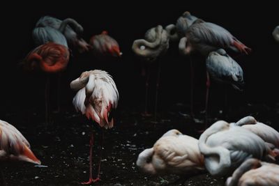 View of birds in water