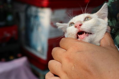 Close-up of a cat with hand