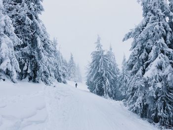 Snow covered trees against sky