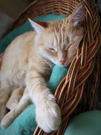 Close-up of cat sleeping in basket