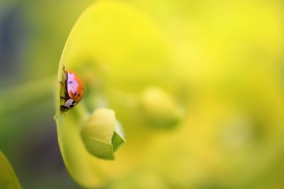 Close-up of insect on flower