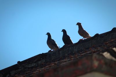 Low angle view of birds on roof against clear blue sky