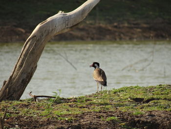 Bird perching on tree