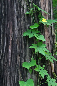 Close-up of ivy growing on tree trunk
