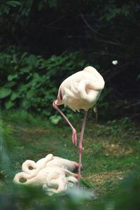 White duck on a field