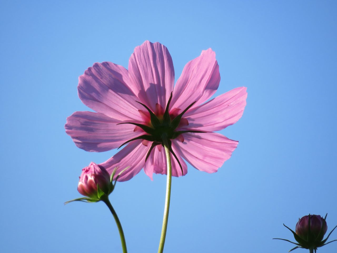 flower, fragility, petal, growth, beauty in nature, nature, freshness, flower head, plant, clear sky, stem, pink color, low angle view, day, blooming, no people, outdoors, close-up, sky, blue, cosmos flower