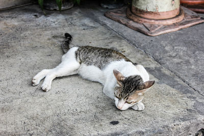 High angle view of cat sleeping on floor