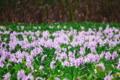 Purple flowering plants on field