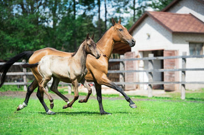 Horses running on grassy field