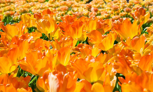 Tulips. fresh orange tulips field. taken in closeup with a view from above. tulips  flower field