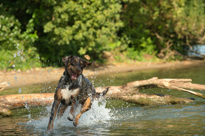 Side view of dog running in lake